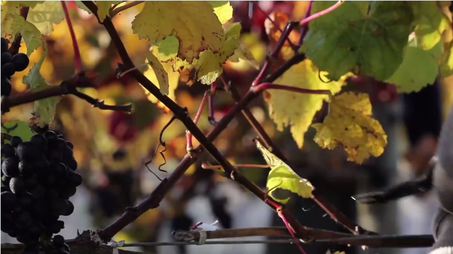 terrace edge wines Waipara.JPG