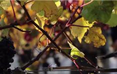 terrace edge wines waipara New Zealand