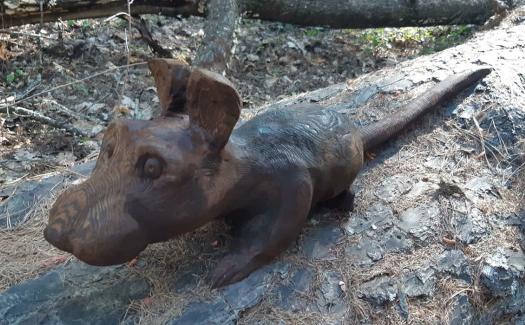 Hanmer forest trail creatures