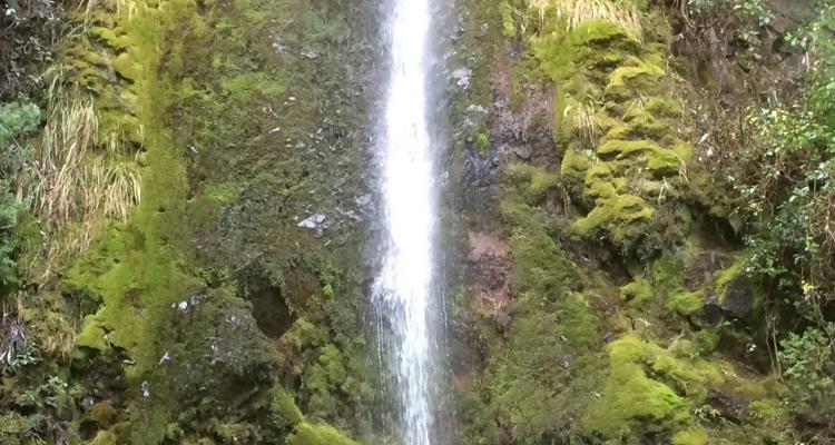 dog stream waterfall hanmer springs