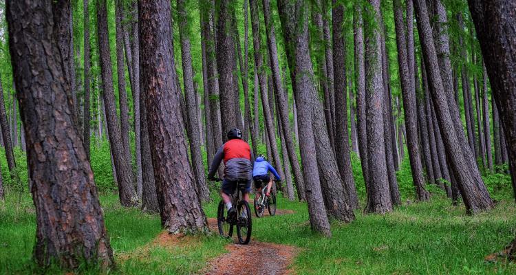 mountainbiking in Hanmer forest