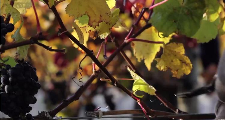 terrace edge wines waipara New Zealand