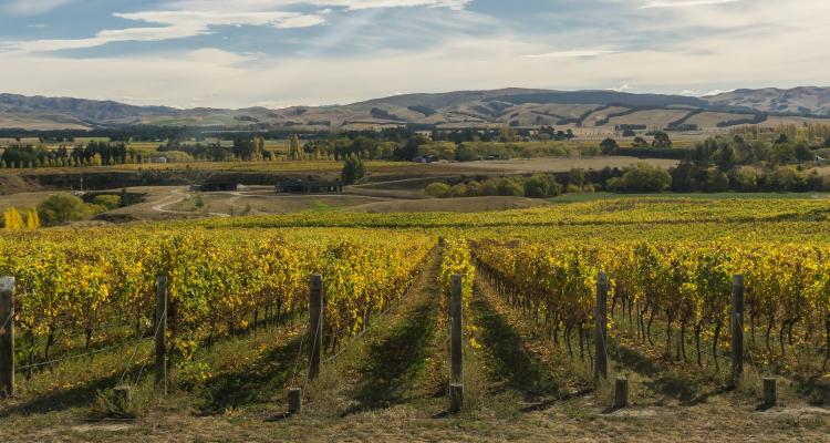 Waipara Valley New Zealand Alpine Pacific Triangle, Sandra Vallaure